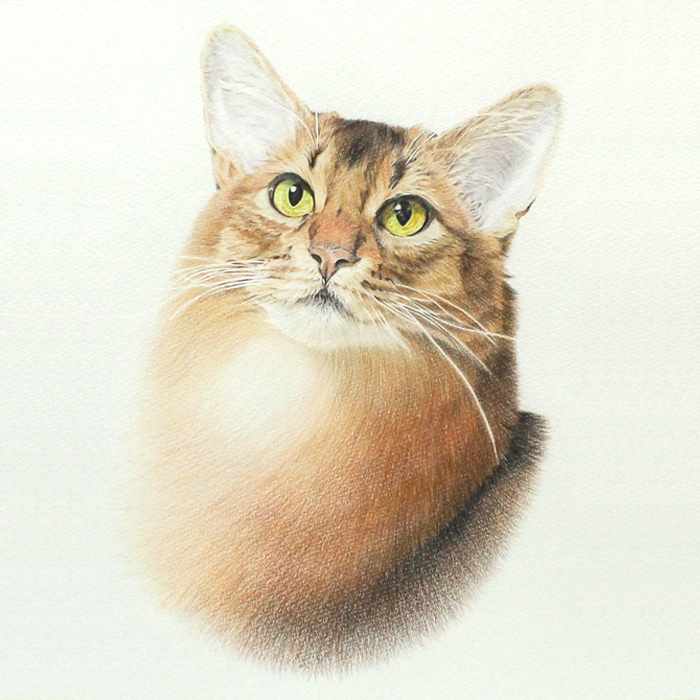 ペット 似顔絵 猫 絵 絵画 色鉛筆画 肖像画 ポートレート イラスト 猫のアトリエ