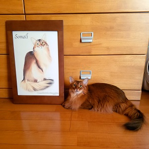 ペット 似顔絵 猫 絵 絵画 色鉛筆画 肖像画 イラスト 猫のアトリエ